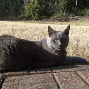 Communication and the death of a pet